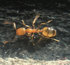 Monomorium pharaonis