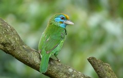 Psilopogon flavifrons