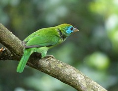 Psilopogon flavifrons