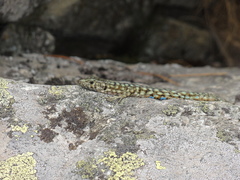 Archaeolacerta bedriagae