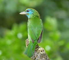 Psilopogon flavifrons