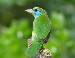 Psilopogon flavifrons