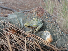 Hyla sarda