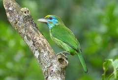 Psilopogon flavifrons