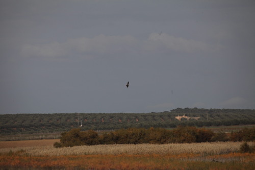 Avistamiento Aguilucho lagunero occidental