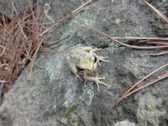 Hyla sarda