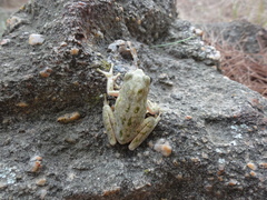 Hyla sarda