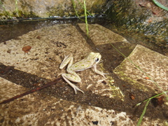 Hyla sarda