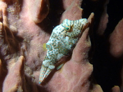 Canthigaster papua