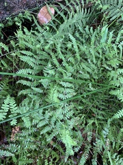 Thelypteris confluens