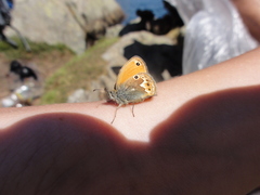 Coenonympha corinna