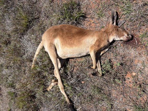 Red Kangaroo