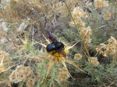 Xylocopa