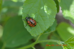 Calligrapha anabelae