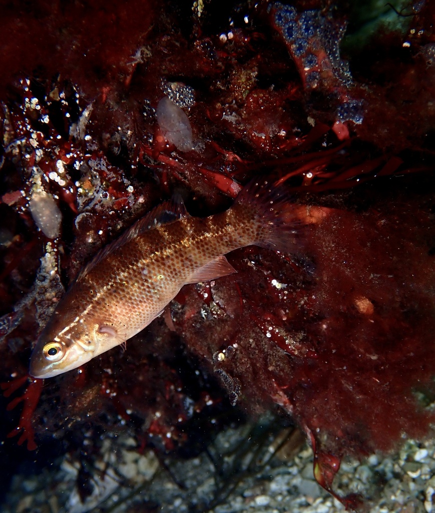 Connor Fish Cunner from St. Margarets Bay, Halifax, NS, CA on October 30, 2025 at ...