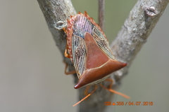 Pentatomoidea