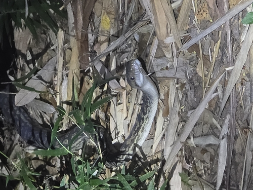Australian Scrub Python sighting