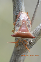 Pentatomoidea