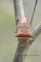 Pentatomoidea
