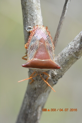 Pentatomoidea