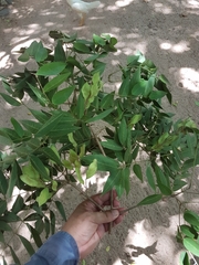 Platymiscium pubescens