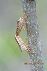 Pentatomoidea
