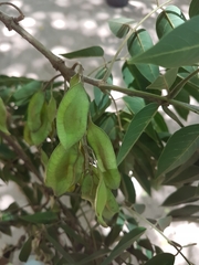 Platymiscium pubescens