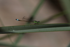 Ischnura genei