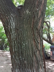 Platymiscium pubescens