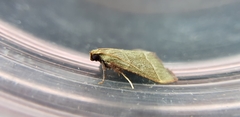 Hypsopygia decoloralis
