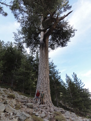 Pinus nigra laricio