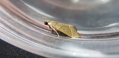 Hypsopygia decoloralis