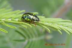 Calligrapha discrepans