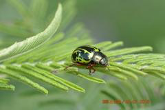 Calligrapha discrepans