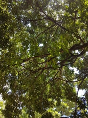 Platymiscium pubescens