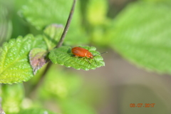 Coleoptera