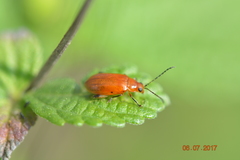 Coleoptera