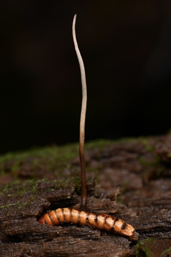 Ophiocordyceps sp. 'stylophora-IN01'