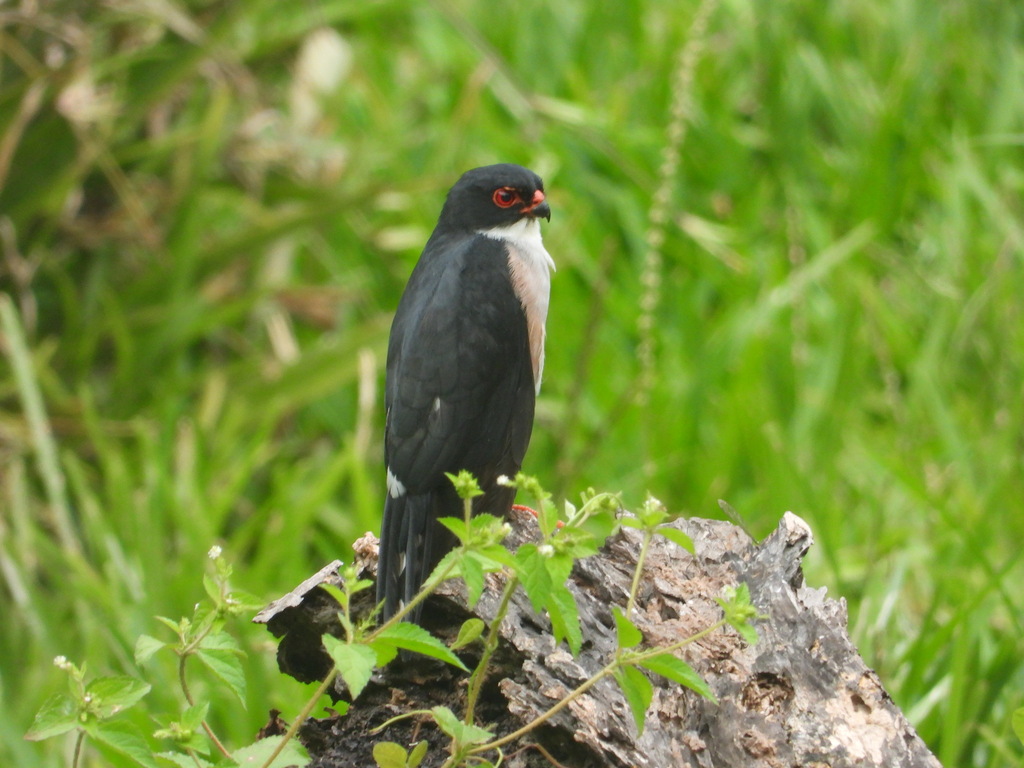Red-thighed Sparrowhawk