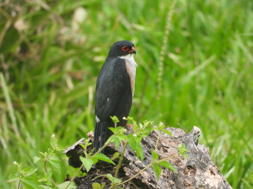 Waldsperber (Tachyspiza erythropus)