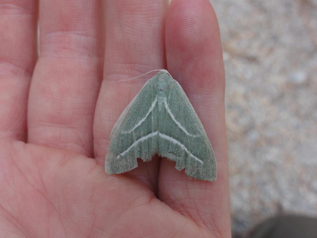Hylaea pinicolaria