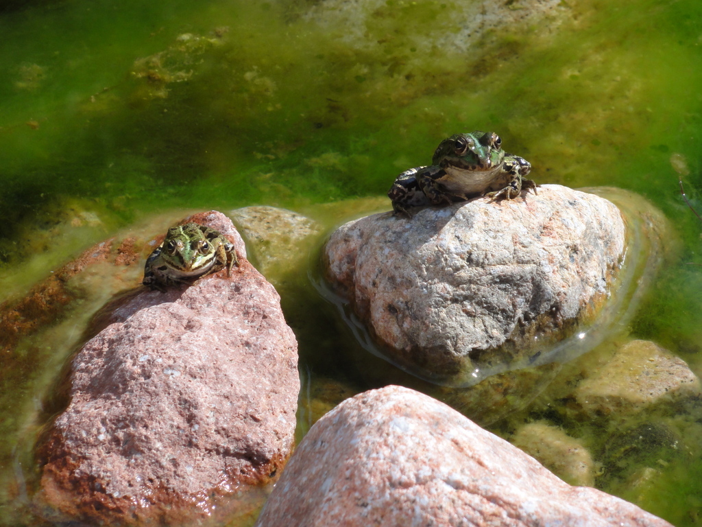 Pelophylax bergeri