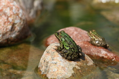 Pelophylax lessonae