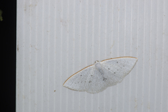 Lomographa guttulata