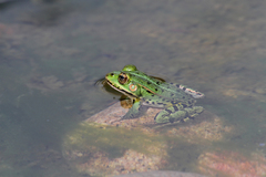 Pelophylax lessonae