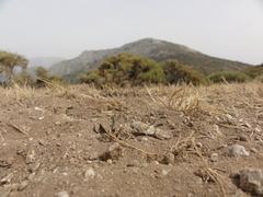 Sphingonotus corsicus