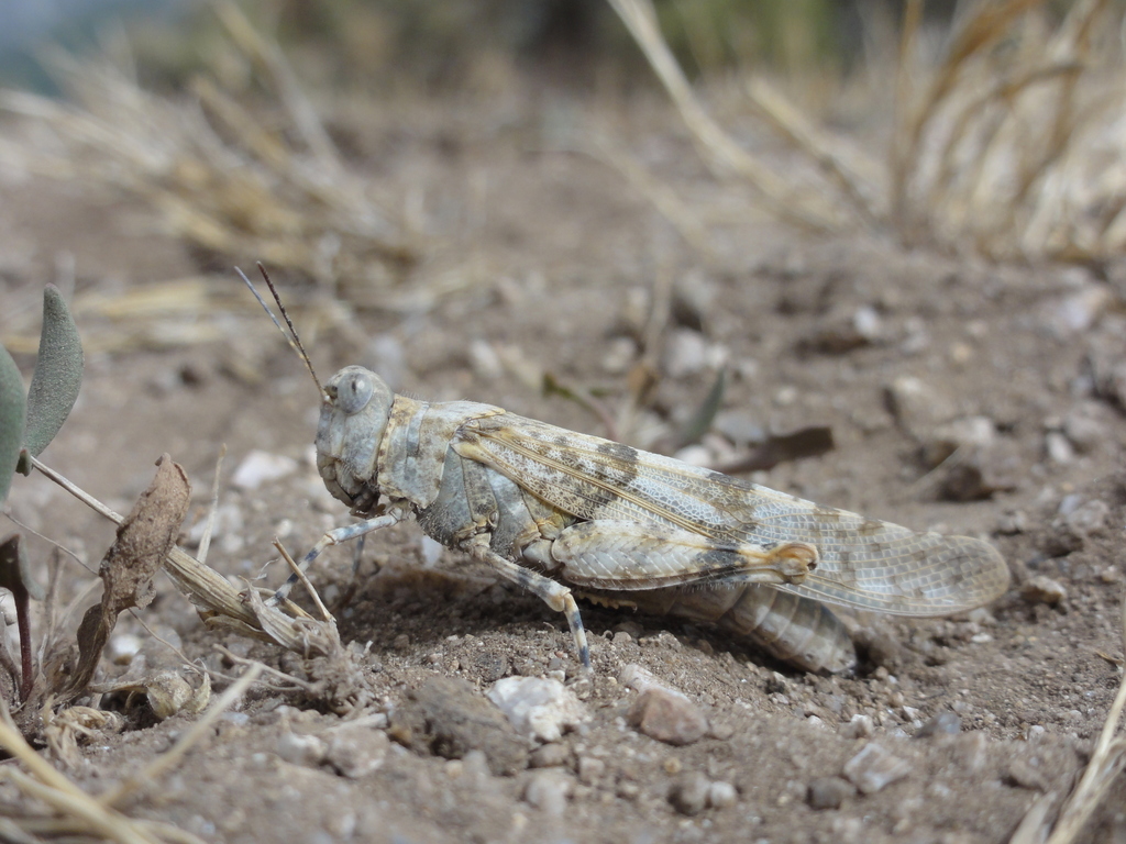 Corsican Sand Grasshopper