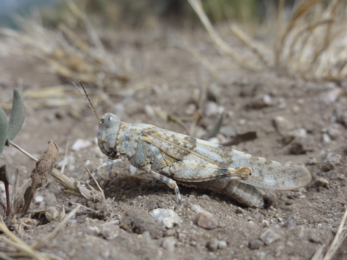 Corsican Sand Grasshopper