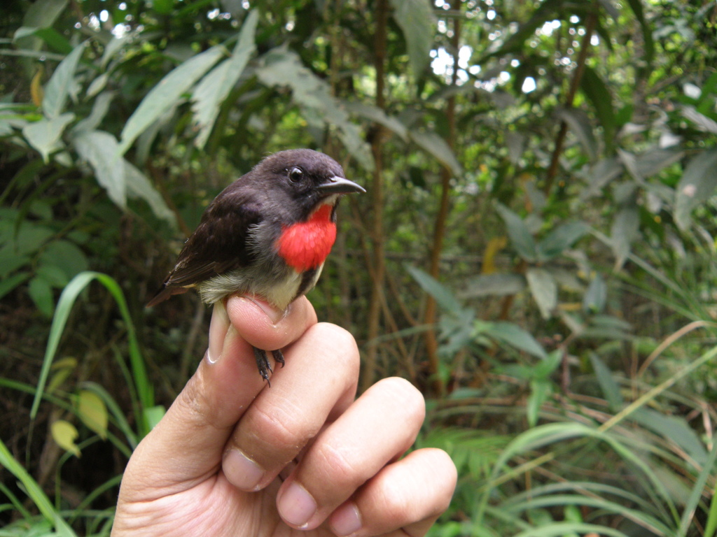 Grey-Sided Flowerpecker