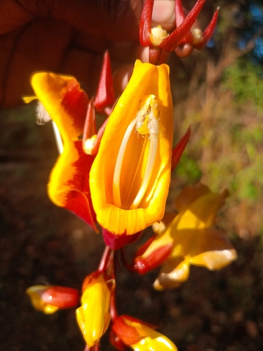 Mysore trumpetvine